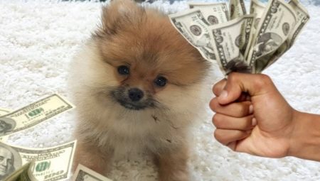 Tout sur les taxes sur les chiens