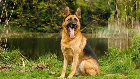 Tout sur les Bergers Allemands