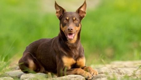 Minden a kutyafajta Ausztrál Kelpie
