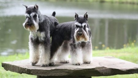 Tout sur les tailles de schnauzer miniature