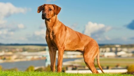 Minden a Rhodesian Ridgebacks-ről