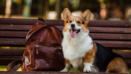 Tout sur le corgi pembroke gallois