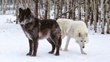Kaikki noin wolfflies