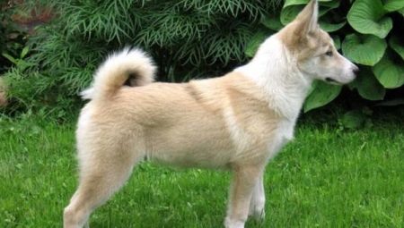 Kaikki Länsi-Siperian husky