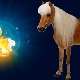 Características dos homens Aries Horse