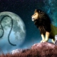 Male Leo dans l'amour et les relations