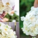 Bouquet de mariée d'orchidées: options et idées pour combiner avec d'autres fleurs