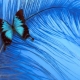 La couleur bleue en psychologie: qu'est-ce que cela signifie et symbolise?