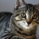 Chat à poil américain: caractéristiques de la race