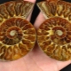 Ammonite: à quoi ça ressemble et quelles propriétés a-t-il?