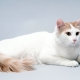 Chats anatoliens: description de la race, caractéristiques du contenu
