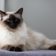 Chat balinais: origine, nature et conditions de détention