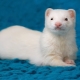 Furets blancs: description et conseils de soins