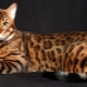Chat du Bengale: caractéristiques de la race et le caractère