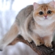 Chinchilla britannique: options de couleur pour les chats, nature et contenu