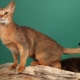 Chats de Ceylan: description de la race et caractéristiques du contenu