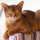 Quoi et comment nourrir les chats abyssins et les chats?