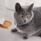 What to feed British cats?