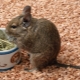 De quoi nourrir degu?