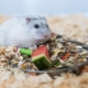 Comment nourrir le hamster Jungar?