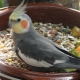 Mi a táplálás a cockatiel?