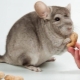 De quoi nourrir les chinchillas?