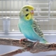 Comment nourrir un perroquet ondulé?