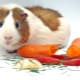 Que peut nourrir un cochon d'inde?