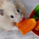 De quoi manger des rongeurs domestiques?