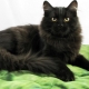 Chat Sibérien Noir: description de la race et caractéristiques de couleur