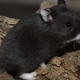 Hamsters noirs: races et leurs caractéristiques