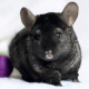 Chinchillas noires: quelles sont les races et quelles sont leurs caractéristiques?