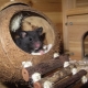 La maison du rat: comment choisir et le faire soi-même?