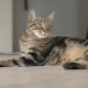 Chats européens: caractéristiques, choix et règles de soin