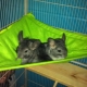 Hamac pour chinchilla: comment choisir et faire vous-même?