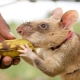 Rat gambien: description et contenu à la maison
