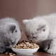 Nourriture pour chat hypoallergénique et chatons: caractéristiques, types et subtilités de choix