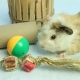 Jouets pour cobayes: de quoi avez-vous besoin et comment les fabriquer de vos propres mains?