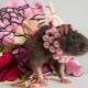 Noms pour rats filles