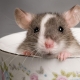 Noms de rats: comment choisir et s'entraîner?
