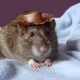 Noms pour rats garçons