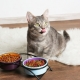 Qu'est-ce qui fait la nourriture pour chat et quelle composition est la meilleure?