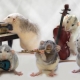 Comment former des rats?