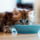 Comment et quoi nourrir le chat?