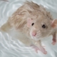 Comment se baigner un rat à la maison?