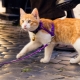 Comment porter un harnais sur un chat?