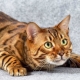 Comment appelez-vous un chat du Bengale?
