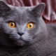 What do you call the British cat-girl gray?