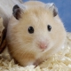 Comment déterminer le sexe du hamster?