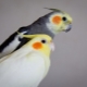 Hogyan határozzuk meg a Corella nemét?
